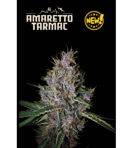 Amaretto Tarmac© Auto