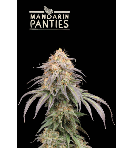 Mandarin Panties© Auto