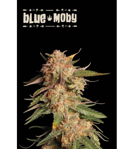 Blue Moby© Auto