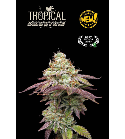 Tropical Zmoothie© Fem