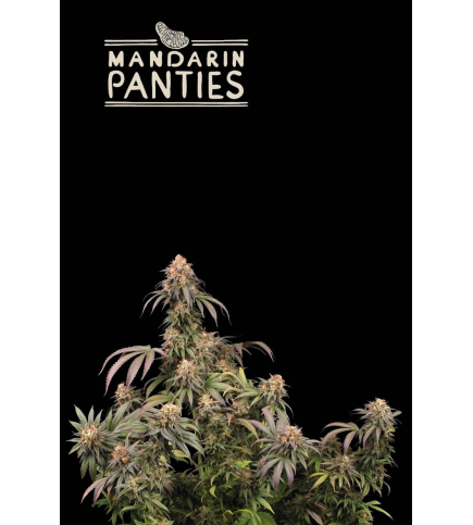 Mandarin Panties© Fem