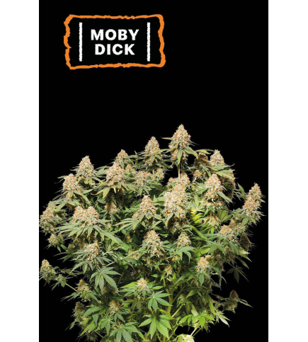 Moby Dick Feminized