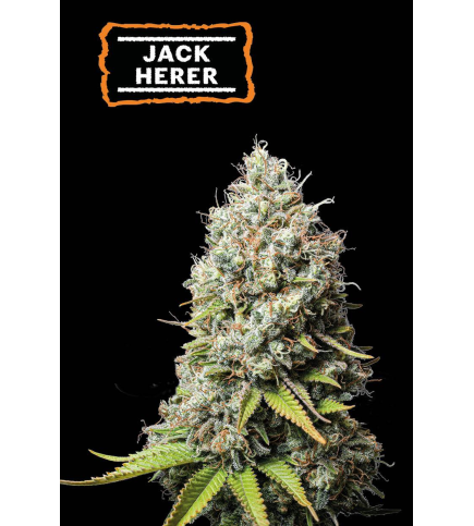 Jack Herer Fem