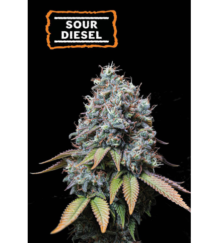 Sour Diesel Fem