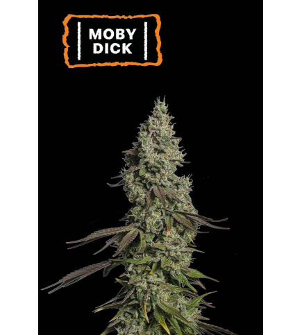 Moby Dick Auto