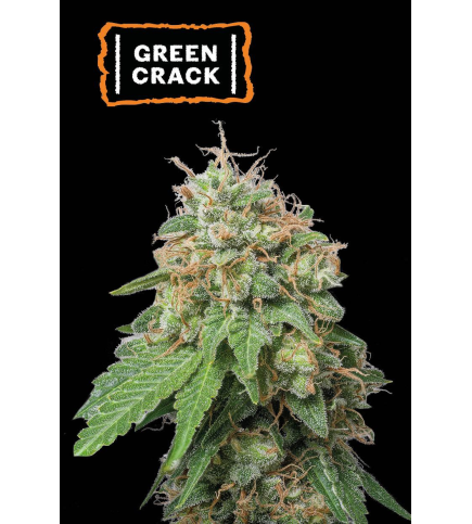 Green Crack Auto