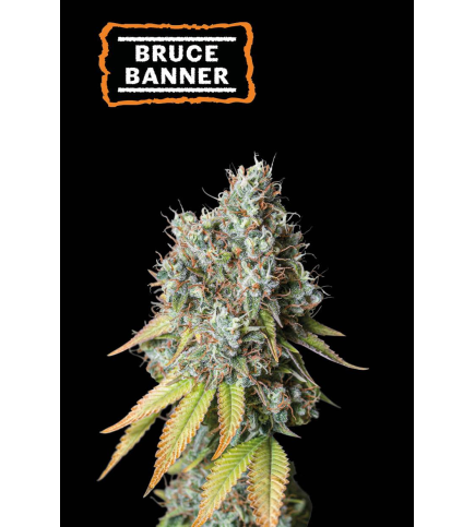 Bruce Banner Auto