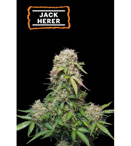 Jack Herer Auto