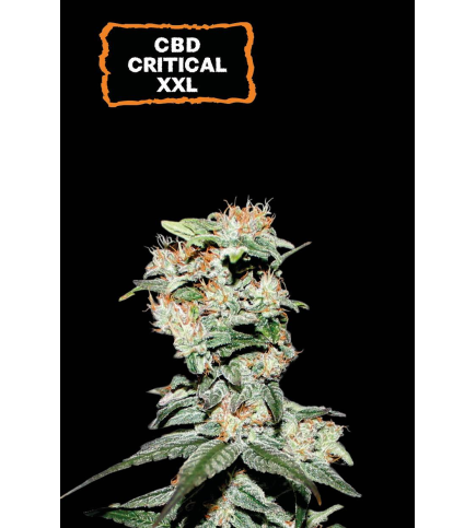 CBD Critical XXL© Auto