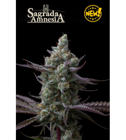 Sagrada Amnesia© Fem