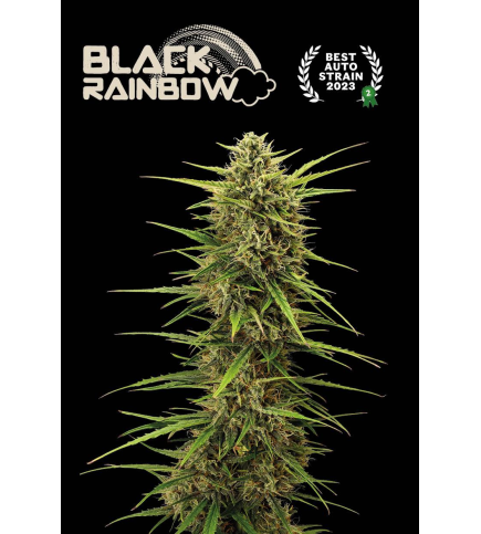 Black Rainbow© Auto