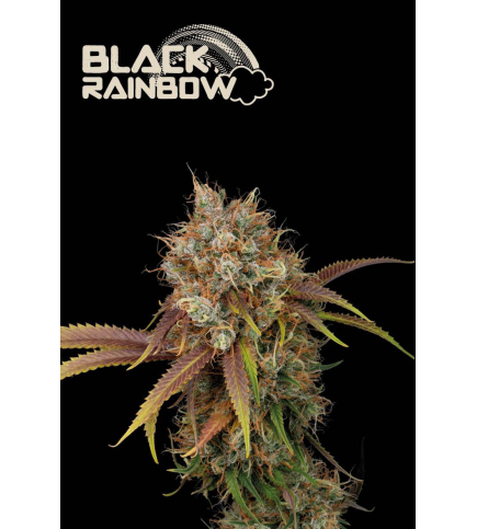 Black Rainbow© Fem