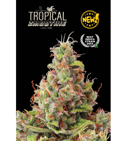 Tropical Zmoothie© Auto