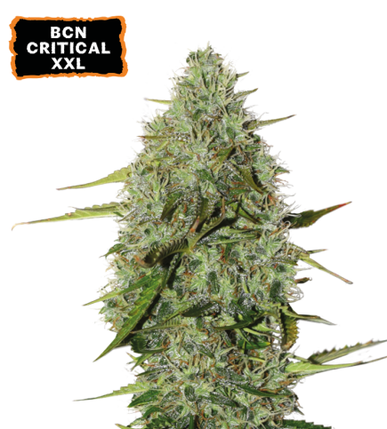 BCN Critical XXL© Auto