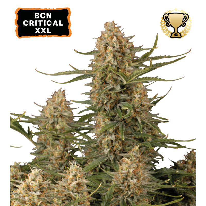 BCN Critical XXL© Fem