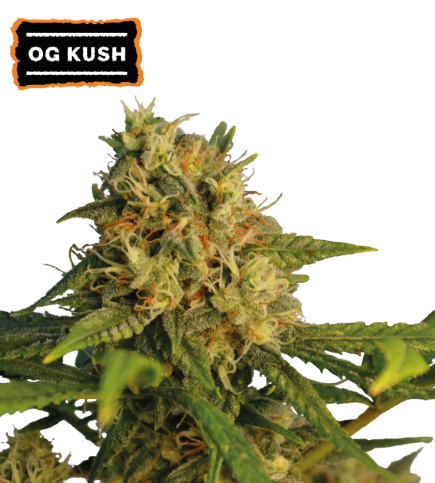 O.G Kush Fem