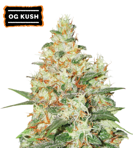 O.G Kush Auto