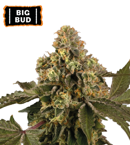 Big Bud Auto