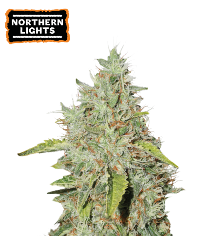 Northern Lights Fem