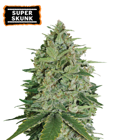 Super Skunk Fem