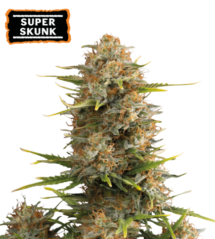 Super Skunk Auto