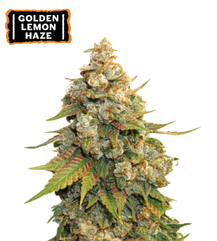 Golden Lemon Haze© Fem