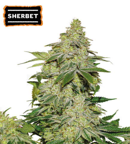 Sherbet Auto