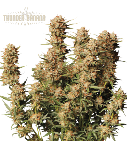 Thunder Banana© Auto