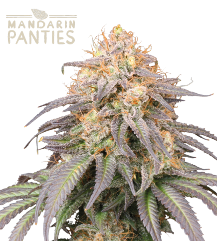 Mandarin Panties© Auto