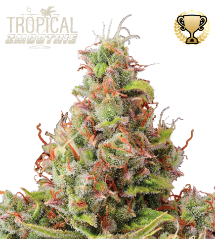 Tropical Zmoothie© Auto