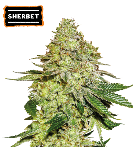 Sherbet Fem