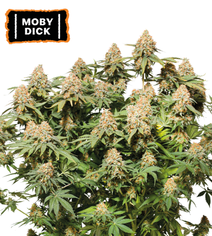 Moby Dick Feminized