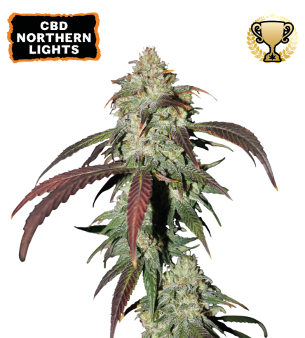 CBD Northern Lights Fem